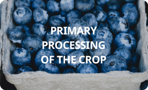 PRIMARY PROCESSING OF THE CROP